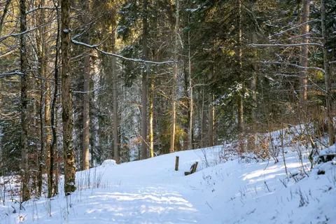 Snowy Forest 4K Wallpaper · winter · 3840×2558