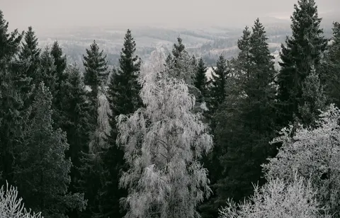 Snowy Forest 4K Wallpaper · winter · 3840×2466