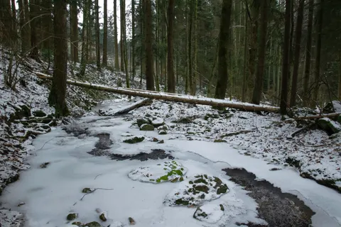 Snowy Forest 4K Wallpaper · winter · 3840×2560