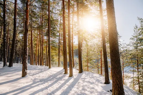 Snowy Forest 4K Wallpaper · winter · 3840×2560