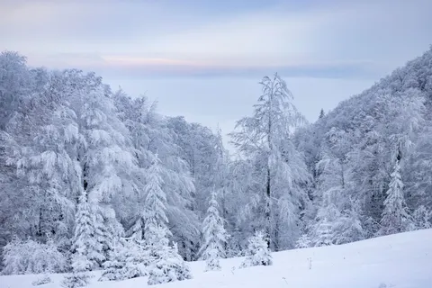 Snowy Forest 4K Wallpaper · winter · 3840×2560