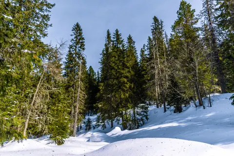 Snowy Forest 4K Wallpaper · winter · 3840×2560