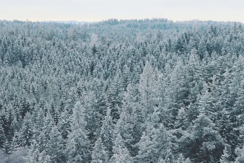 Snowy Forest 4K Wallpaper · winter · 3840×2560