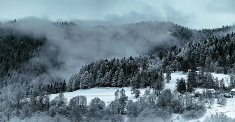 Snowy Forest 4K Wallpaper · winter · 3840×1999