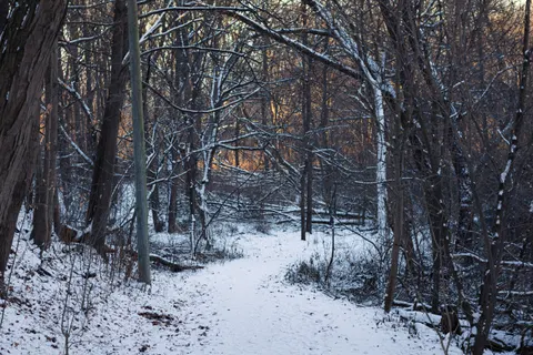 Snowy Forest 4K Wallpaper · winter · 3840×2560