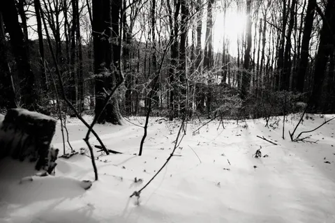 Snowy Forest 4K Wallpaper · winter · 3840×2560