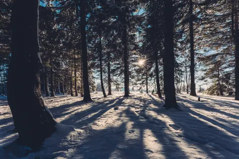 Snowy Forest 4K Wallpaper · winter · 3840×2560