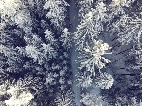 Snowy Forest 4K Wallpaper · winter · 3840×2880