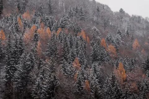 Snowy Forest 4K Wallpaper · winter · 3840×2562