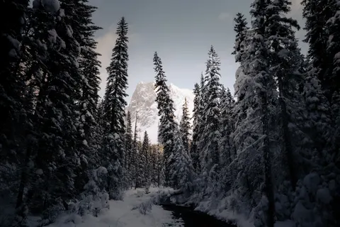Snowy Forest 4K Wallpaper · winter · 3840×2560