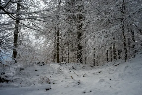 Snowy Forest 4K Wallpaper · winter · 3840×2560