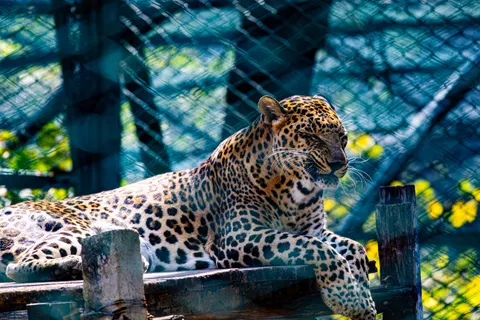 والپیپر پلنگ با کیفیت 4K · animals · 3840×2560