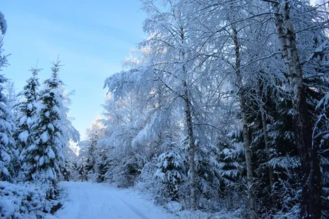 Snowy Forest 4K Wallpaper · winter · 3840×2560