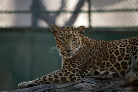 خلفية نمر مرقط بدقة 4K · animals · 3840×2553