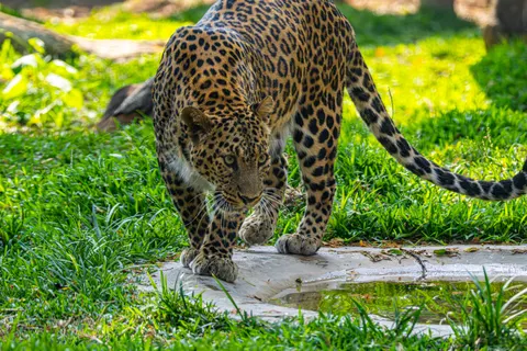 خلفية نمر مرقط بدقة 4K · animals · 3840×2560