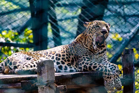 خلفية نمر مرقط بدقة 4K · animals · 3840×2560