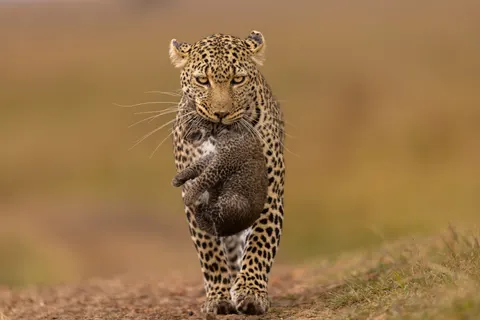 خلفية نمر مرقط بدقة 4K · animals · 3840×2561