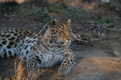 خلفية نمر مرقط بدقة 4K · animals · 3840×2561
