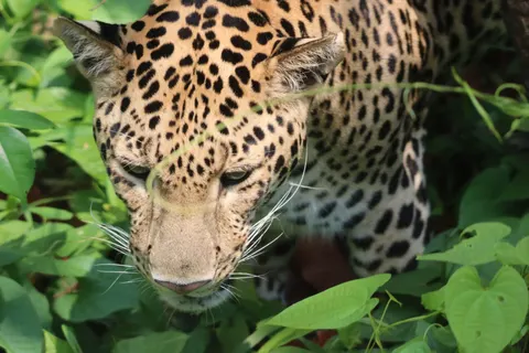 خلفية نمر مرقط بدقة 4K · animals · 3840×2560