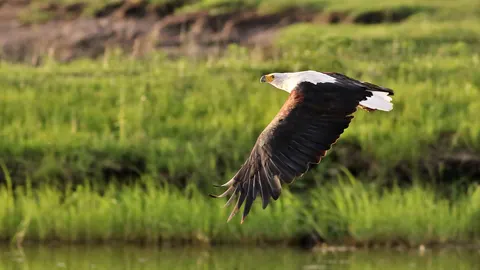 Flying Eagle 4K Wallpaper · birds · 3840×2160