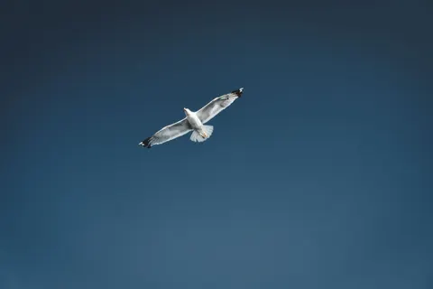 Flying Eagle 4K Wallpaper · birds · 3840×2560
