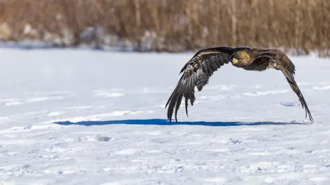 Flying Eagle 4K Wallpaper · birds · 3840×2160