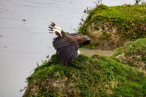 Flying Eagle 4K Wallpaper · birds · 3840×2560