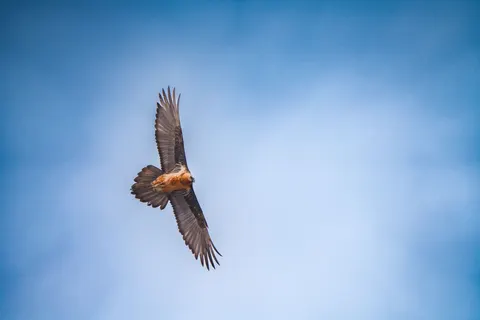 Flying Eagle 4K Wallpaper · birds · 3840×2560