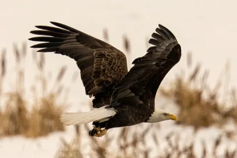 Flying Eagle 4K Wallpaper · birds · 3840×2560