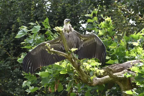 Flying Eagle 4K Wallpaper · birds · 3840×2560