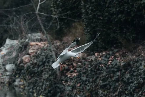 Flying Eagle 4K Wallpaper · birds · 3840×2560
