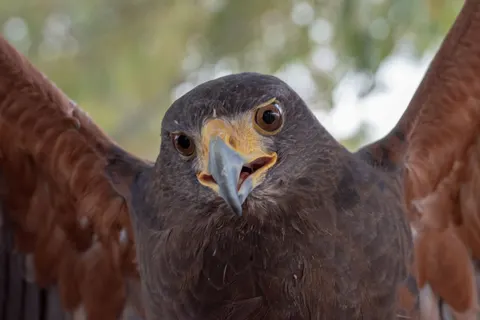 Flying Eagle 4K Wallpaper · birds · 3840×2563