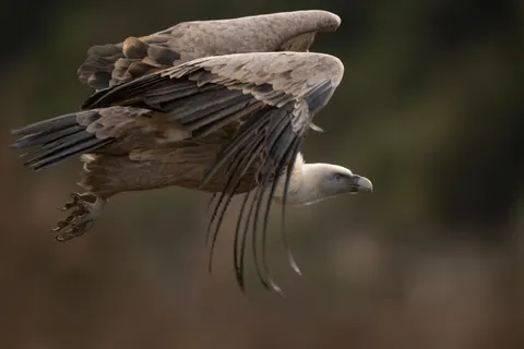 Flying Eagle 4K Wallpaper · birds · 3840×2560