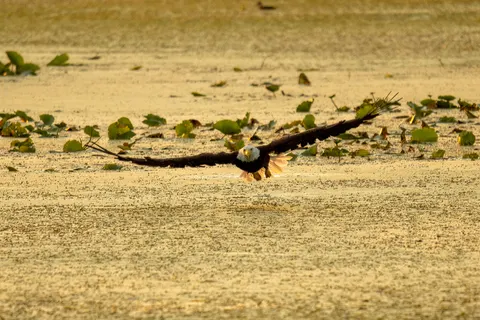 Flying Eagle 4K Wallpaper · birds · 3840×2560