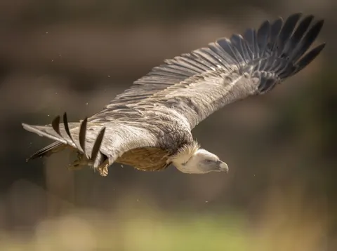 Flying Eagle 4K Wallpaper · birds · 3840×2864