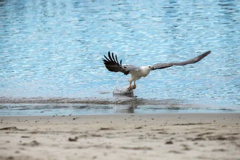 Flying Eagle 4K Wallpaper · birds · 3840×2560