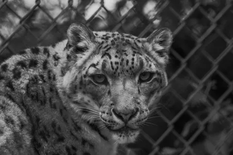 خلفية نمر مرقط بدقة 4K · animals · 3840×2560