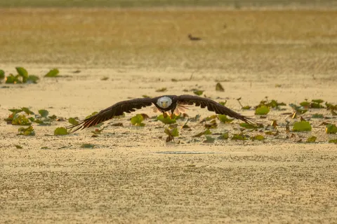 Flying Eagle 4K Wallpaper · birds · 3840×2560