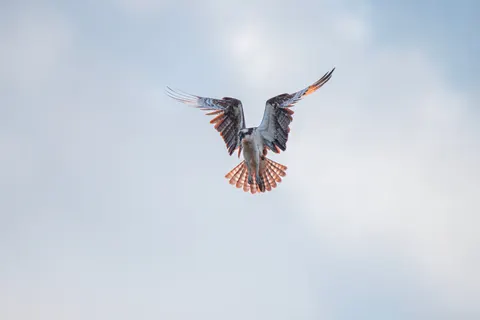Flying Eagle 4K Wallpaper · birds · 3840×2563