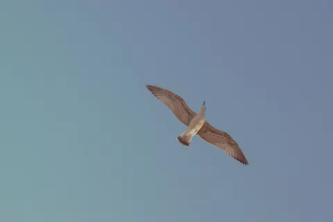 Flying Eagle 4K Wallpaper · birds · 3840×2560