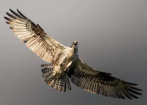 Flying Eagle 4K Wallpaper · birds · 3840×2743