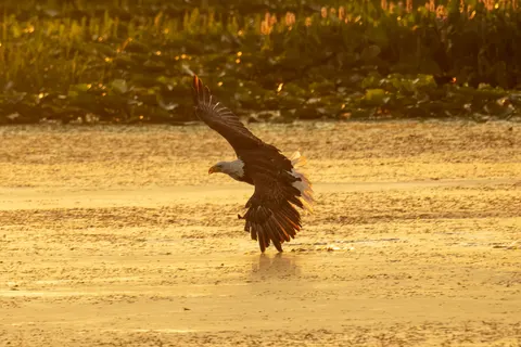 Flying Eagle 4K Wallpaper · birds · 3840×2560
