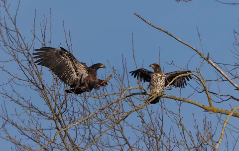 Flying Eagle 4K Wallpaper · birds · 3840×2420