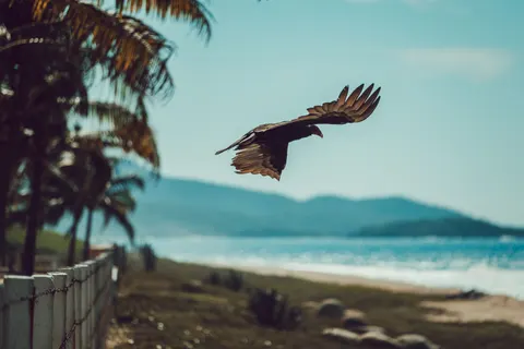 Flying Eagle 4K Wallpaper · birds · 3840×2560