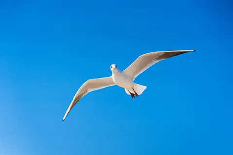 Flying Eagle 4K Wallpaper · birds · 3840×2560
