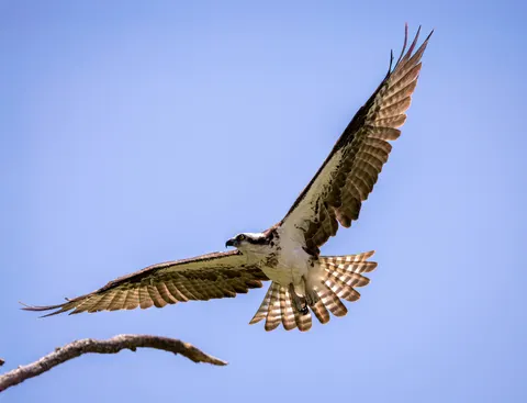 Flying Eagle 4K Wallpaper · birds · 3840×2931