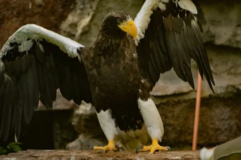 Flying Eagle 4K Wallpaper · birds · 3840×2560