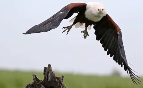 Flying Eagle 4K Wallpaper · birds · 3840×2369