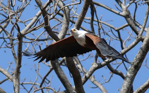 Flying Eagle 4K Wallpaper · birds · 3840×2409
