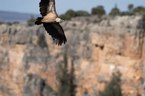 Flying Eagle 4K Wallpaper · birds · 3840×2560